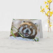 Red Panda Kaart (Gele Bloem)