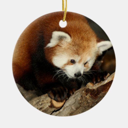 Red Panda Keramisch Ornament (Voorkant)