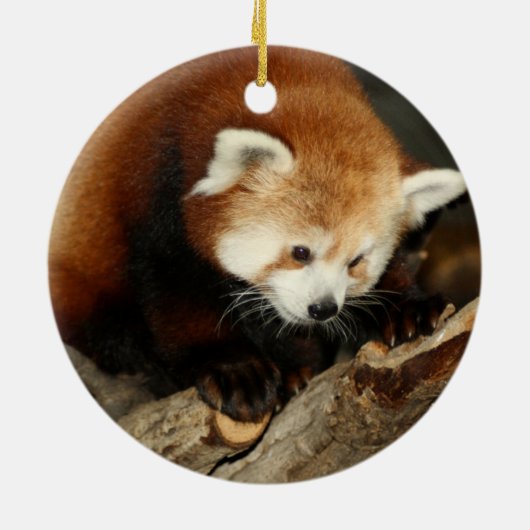 Red Panda Keramisch Ornament (Achterkant)