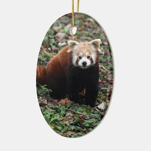 Red Panda Keramisch Ornament (Links)
