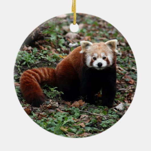 Red Panda Keramisch Ornament (Achterkant)