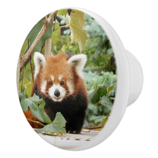 Red Panda Keramische Knop (Rechts)