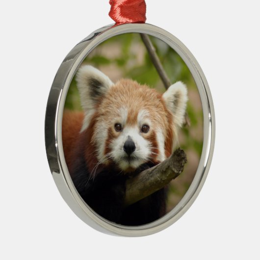 Red Panda kerstversiering Metalen Ornament (Rechts)