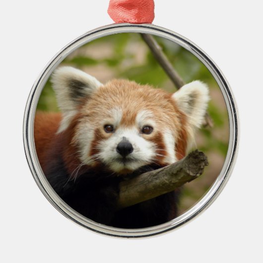 Red Panda kerstversiering Metalen Ornament (Voorkant)