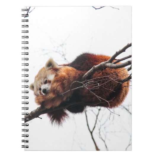 Red Panda-laptop Notitieboek (Voorkant)