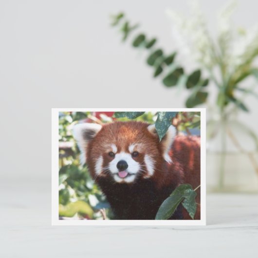 Red Panda Laughing Briefkaart (Staand voorkant)