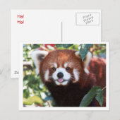 Red Panda Laughing Briefkaart (Voorkant / Achterkant)