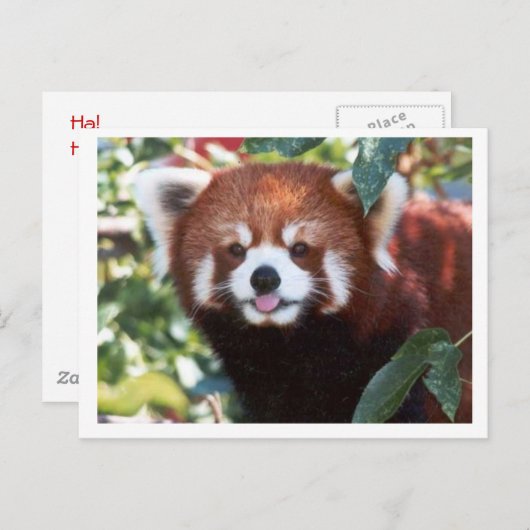 Red Panda Laughing Briefkaart (Voorkant / Achterkant)