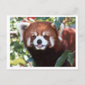 Red Panda Laughing Briefkaart (Voorkant)