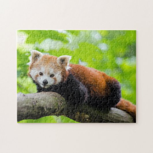 Red Panda Legpuzzel (Horizontaal)