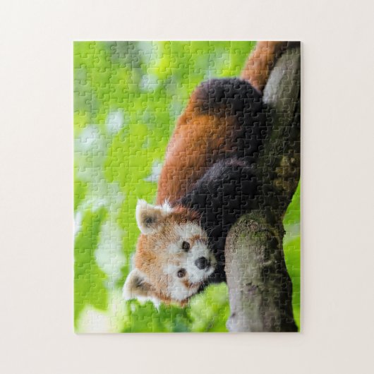 Red Panda Legpuzzel (Verticaal)
