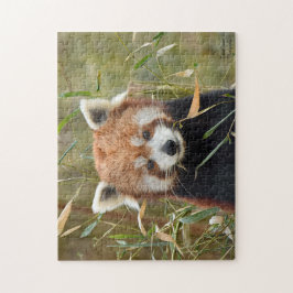 Red Panda Legpuzzel