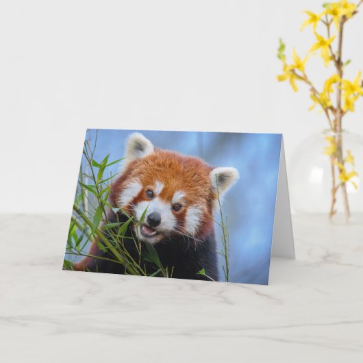 Red Panda Lunching op Bamboe Leaves Kaart (Gele Bloem)