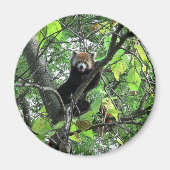 Red Panda Magneet (Voorkant)