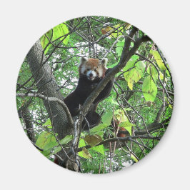 Red Panda Magneet