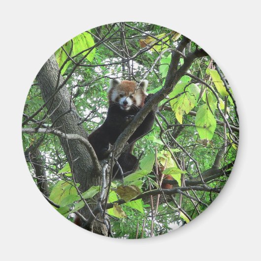 Red Panda Magneet (Voorkant)