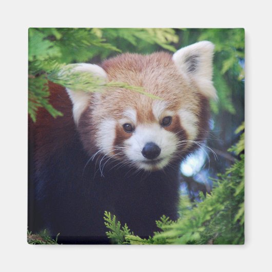 Red Panda Magneet (Voorkant)