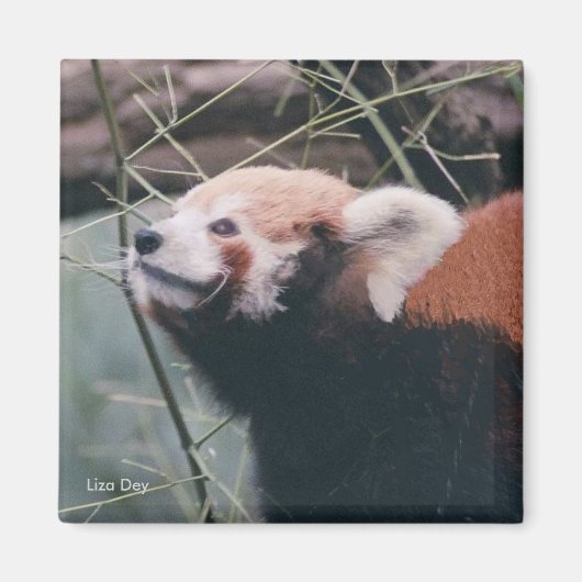 Red Panda Magnet (Voorkant)
