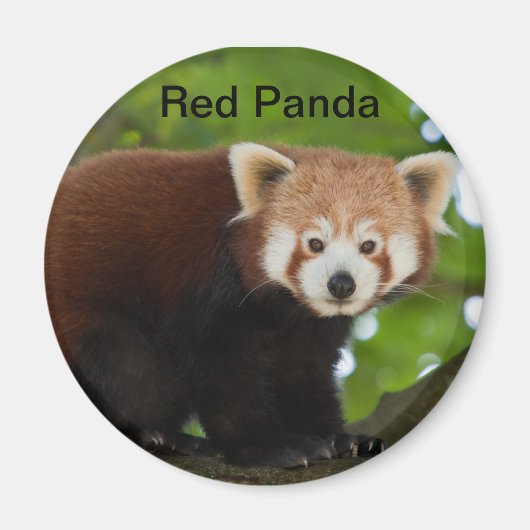 Red Panda Magnet (Voorkant)