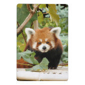 Red Panda Mini Klembord (Achterkant)