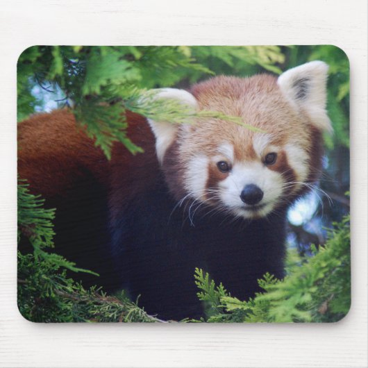 Red Panda Mousepad Muismat (Voorkant)
