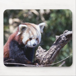 Red Panda Muismat