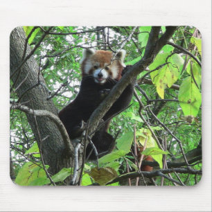 Red Panda Muismat