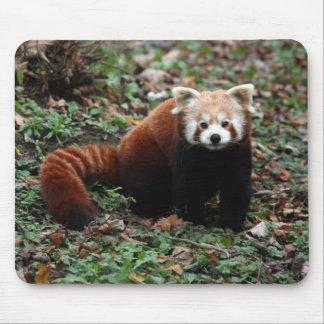 Red Panda Muismat