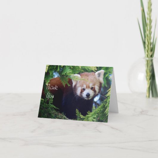 Red Panda Note Kaart (Voorkant)