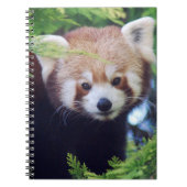 Red Panda Notitieboek (Voorkant)