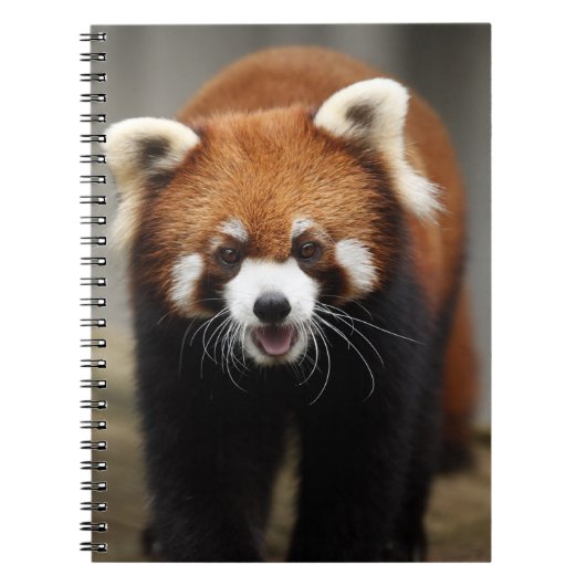 Red Panda Notitieboek (Voorkant)