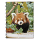 Red Panda Notitieboek (Voorkant)