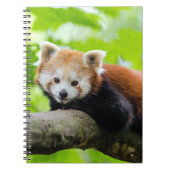 Red Panda Notitieboek (Voorkant)