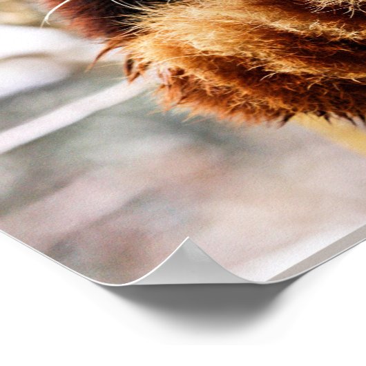 Red panda on a tree limb poster (Hoek)