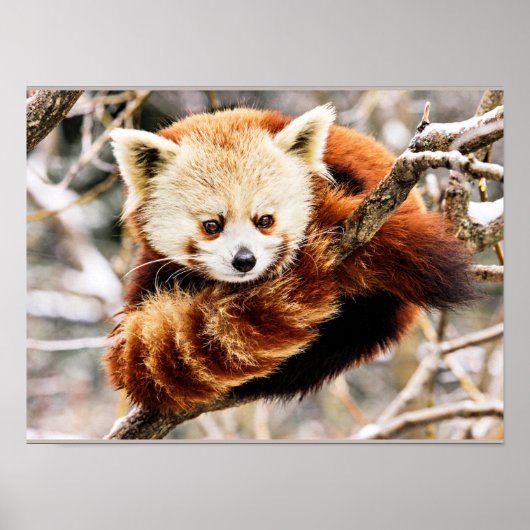 Red panda on a tree limb poster (Voorkant)