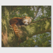 RED PANDA ON GREEN TREE BRANCH CADEAUPAPIER (Vlak)
