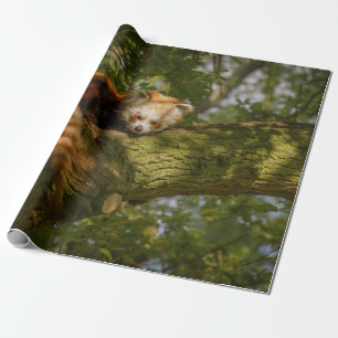 RED PANDA ON GREEN TREE BRANCH CADEAUPAPIER