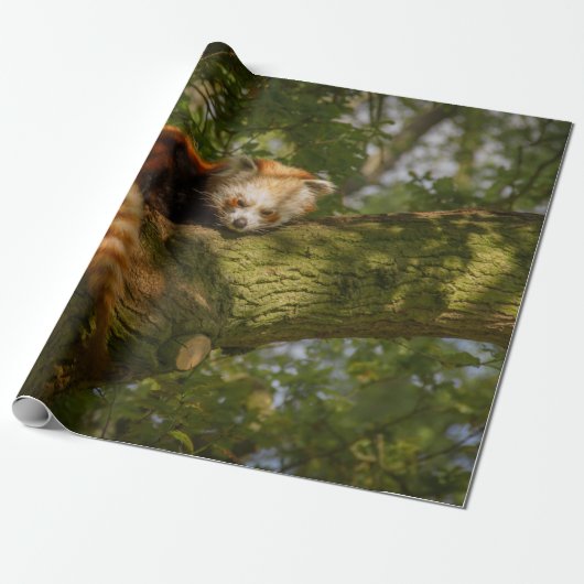 RED PANDA ON GREEN TREE BRANCH CADEAUPAPIER (Uitgerold)
