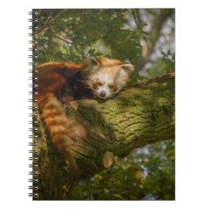 RED PANDA ON GREEN TREE BRANCH NOTITIEBOEK