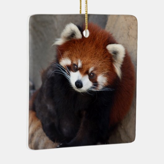 Red Panda Ornament (Rechts)