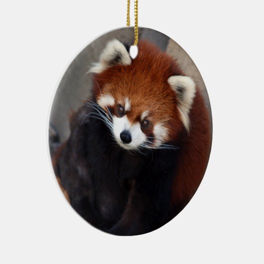 Red Panda Ornament (Rechts)