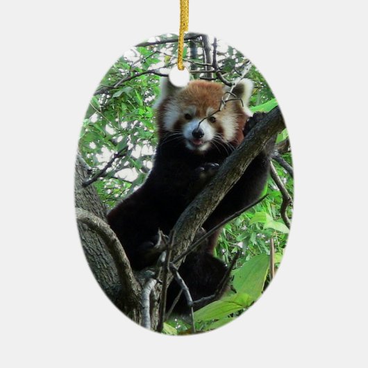 Red Panda Ornament ~ Endangered Species Series (Voorkant)