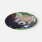 Red Panda Papieren Bordje (Gekanteld)