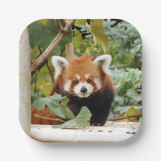 Red Panda Papieren Bordje (Voorkant)