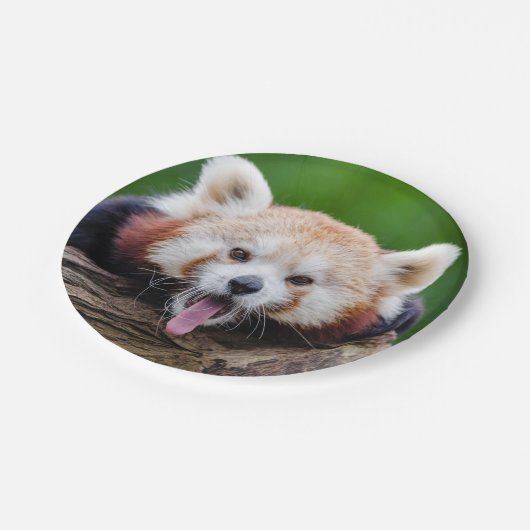 Red Panda Papieren Bordje (Gekanteld)