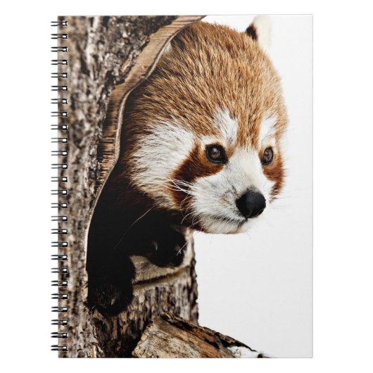 Red Panda Peek-a-Boo Notitieboek (Voorkant)