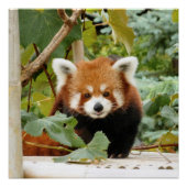 Red Panda Perfect Poster (Voorkant)