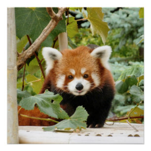 Red Panda Perfect Poster