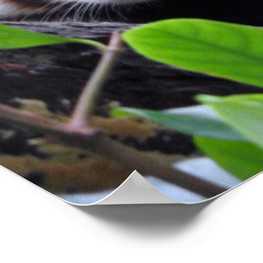 Red Panda Poster (Hoek)