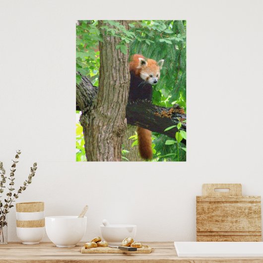 Red Panda Poster (Keuken)